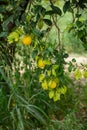 Small tree with several orange fruits. Some fruits is not ripe yet Royalty Free Stock Photo