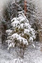 Small tree sleeping under white snow in the forest