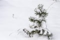Small tree in the snow on a cold day Royalty Free Stock Photo
