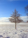 Small tree in snowy field, Lithuania