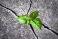 Small tree sprouted from the rock, new life, hope, resilience, green plant growing in stone Royalty Free Stock Photo