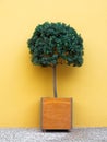 Small tree in a square pot Royalty Free Stock Photo