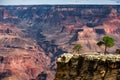 A small tree stand overlooking The Grand Canyon, Arizona Royalty Free Stock Photo