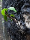 Small plant alone at the black wall (blur photo) Royalty Free Stock Photo