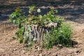 Small tree stump of old tree covered with crawler plant left in local construction site surrounded with dry soil and grass