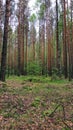 small tree among tall pines Royalty Free Stock Photo