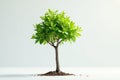 Small tree, thin trunk, fresh foliage, white backdrop , leaf, plant Royalty Free Stock Photo