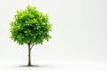 Small tree, thin trunk, fresh foliage, white backdrop , minimal, isolated, spring Royalty Free Stock Photo