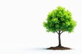 Small tree, thin trunk, fresh foliage, white backdrop , trunk, natural, minimal Royalty Free Stock Photo