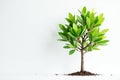 Small tree, thin trunk, fresh foliage, white backdrop , wood, seedling Royalty Free Stock Photo