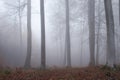 Very foggy day in the Palatinate forest Royalty Free Stock Photo