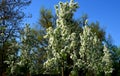 A small tree with an upright habit. The leaves are initially light green, then pure green. Pink buds from April pure white flowers Royalty Free Stock Photo