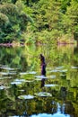 Small tree between water lilies in the forest lake. Idyllic green picture Royalty Free Stock Photo