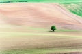 Small tree on wavy rolling textured rural fields background