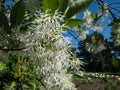 Small tree The White fringetree Chionanthus virginicus with richly-scented, pure white flowers in the garden with bright blue