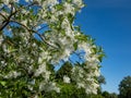 Small tree The White fringetree Chionanthus virginicus with richly-scented, pure white flowers in the garden with bright blue