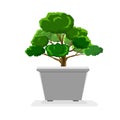 Small tree in white pot. dwarf foliage Royalty Free Stock Photo