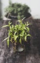 A small tree withered in a glass vase