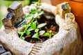 Small tree in woodshelf interior decorate Royalty Free Stock Photo