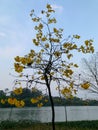 small tree with yellow flowers with a lake in the background Royalty Free Stock Photo