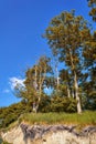 Small trees on the Baltic Sea cliff at the Baltic Sea