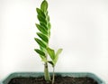 2 small trees in clay pots Royalty Free Stock Photo