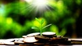 Small trees on coins in the morning light Royalty Free Stock Photo