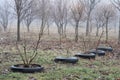 Small trees on a foggy morning in tires