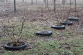 Small trees on a foggy morning in tires