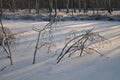 Small trees frozen in snowy bog lake lit by the cold winter sun Royalty Free Stock Photo
