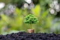 Small trees with green leaves grow on coins or money that overlap naturally with agricultural concepts. Royalty Free Stock Photo