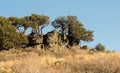 Trees on a rocky cliff in Oregon