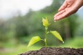 Small trees are growing, hands to care for and watering. Concept of environmental conservation and global warming reduction Royalty Free Stock Photo