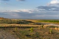 Small trees are growing near the sea. Landscape view