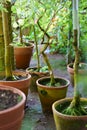 Small trees growing in old terracotta ceramic flowerpots covered with green moss. Home gardening Royalty Free Stock Photo