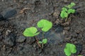 Small trees are growing in plots, cultivated with fertile black soil