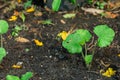 Small trees are growing in plots, cultivated with fertile black soil Royalty Free Stock Photo