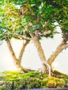 Small trees Royalty Free Stock Photo