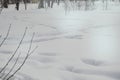 Small trees sticking out from under the snow, copy space, natural background Royalty Free Stock Photo