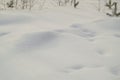 Small trees sticking out from under the snow, copy space, natural background Royalty Free Stock Photo