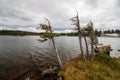 Small trees struggle to survive in a harsh climate near a mountain lake.