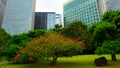 Small trees surrounded by large office buildings. Large and attractive landscape garden in Tokyo. Hamarikyu Gardens, Japan