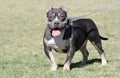 Small tri-color pocket pitbull Royalty Free Stock Photo