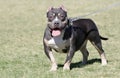 Small tri-color pocket pitbull