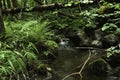 Small tributary stream