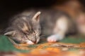 Small tricolor grey white brown kitten sleeps Royalty Free Stock Photo