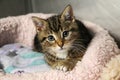 Beautiful small tricolored kitten is lying in the kennel and looking to the camera