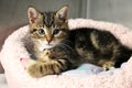 Beautiful small tricolored kitten is lying in the kennel and looking to the camera