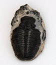 Small Trilobite