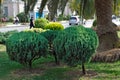 Small trimmed bushes in the central park of the city.